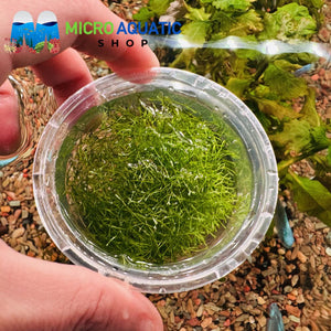 Riccia fluitans - floating crystalwort Micro Aquatic Shop
