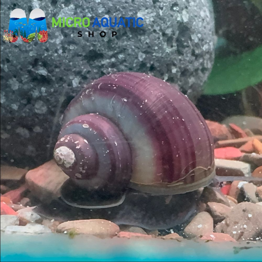 Rare Mystery Snail - Purple Micro Aquatic Shop