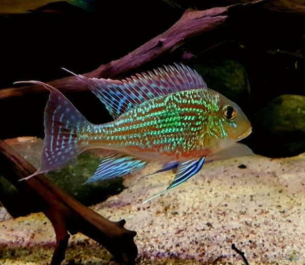 American Cichlid –Geophagus Sp. Sveni 4cm