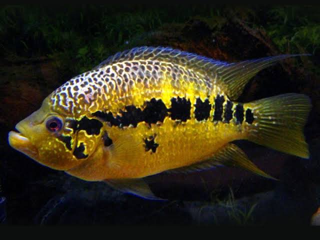 American Cichlid –Yellow Jacket Parachromis Friedrichsthalii 5cm