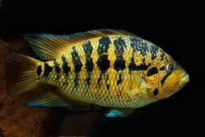 American Cichlid –Yellow Jacket Parachromis Friedrichsthalii 5cm Micro Aquatic Shop