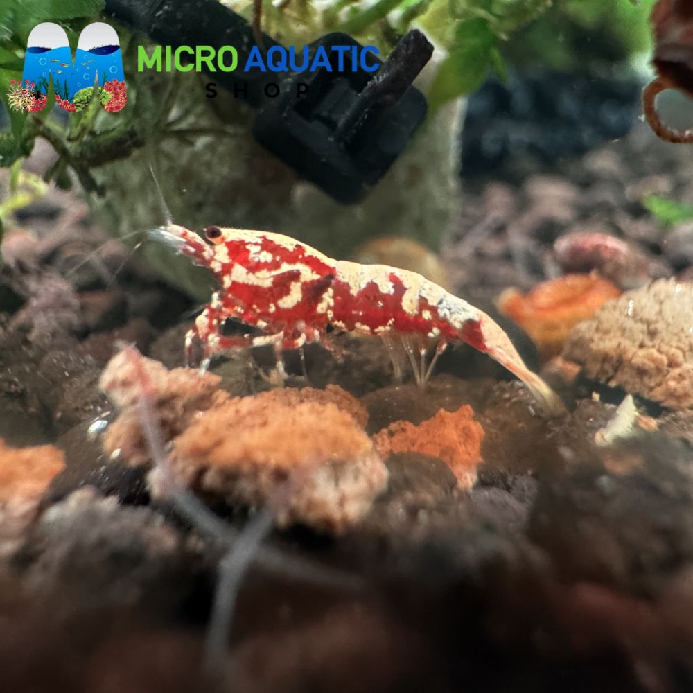 Caridina Shrimp - Red Boa 1cm Micro Aquatic Shop