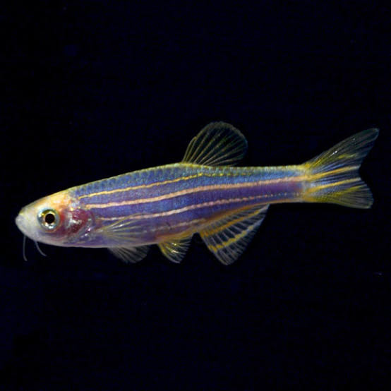 Neon Blue Danio 4cm