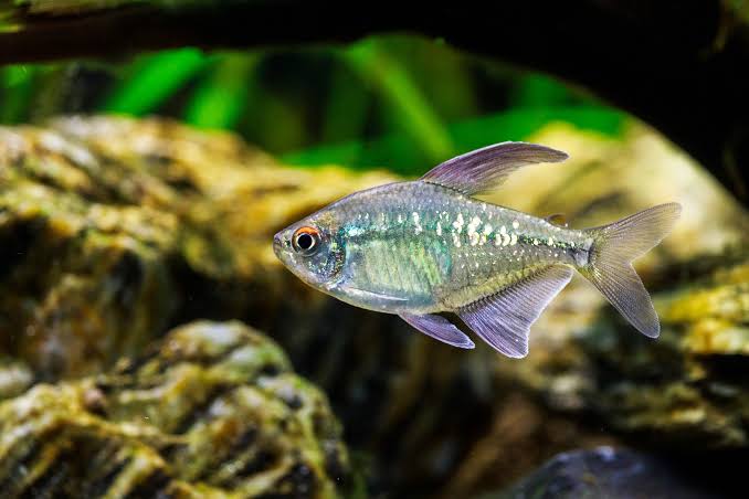 Tetra - Diamond 2cm