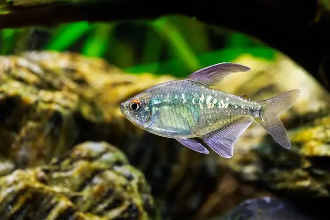 Tetra - Diamond 2cm Micro Aquatic Shop