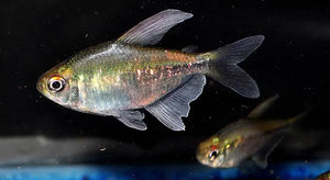 Tetra - Diamond 2cm Micro Aquatic Shop