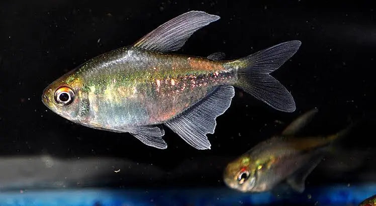 Tetra - Diamond 2cm Micro Aquatic Shop