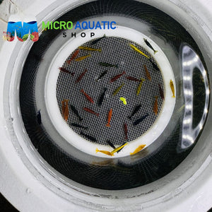 Cherry Shrimp - Mix Color Adult 2-2.5cm ( Limited Time Only ) Micro Aquatic Shop