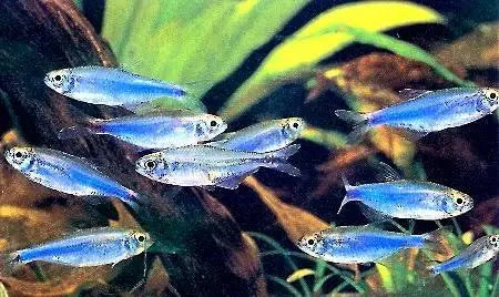 Tetra - Blue King Cochus Neon (Boehlkea fredcochui)