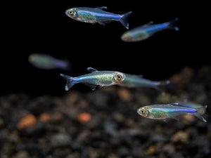 Tetra - Blue King Cochus Neon (Boehlkea fredcochui) Micro Aquatic Shop