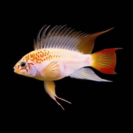 Dwarf American Cichlid – Apistogramma Macmasteria Viejita Gold - Rare Micro Aquatic Shop