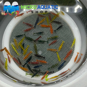 Cherry Shrimp - Mix Color Adult 2-2.5cm ( Limited Time Only ) Micro Aquatic Shop