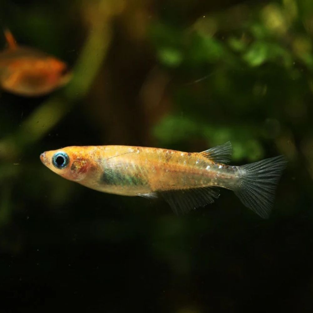Japanese rice fish - Tricolor Medaka 2cm Micro Aquatic Shop
