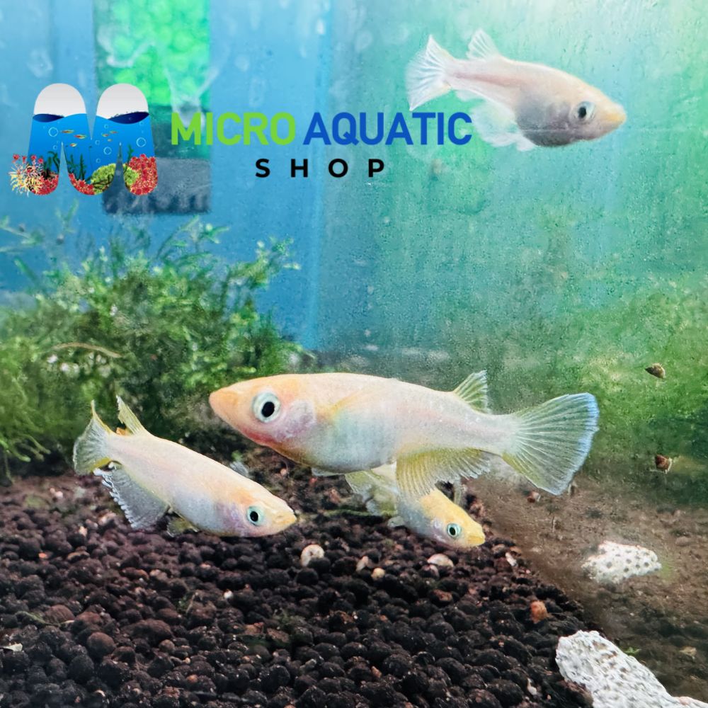 Japanese rice fish - Butter Lamp Medaka 2cm Micro Aquatic Shop