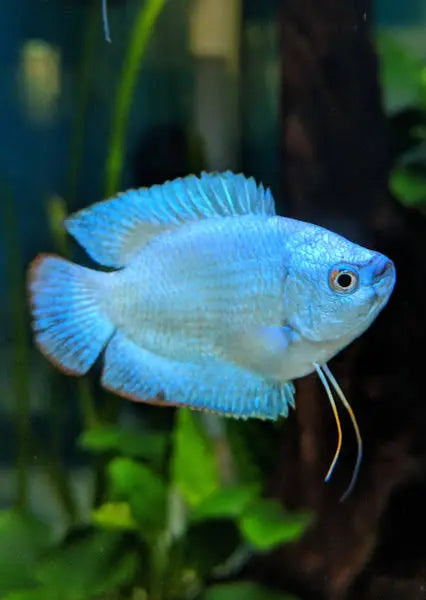 Dwarf Coral Blue Gourami - Trichogaster Lalius Micro Aquatic Shop
