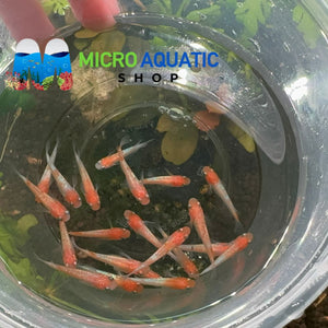 Japanese rice fish - Ouka Medaka 3cm Micro Aquatic Shop