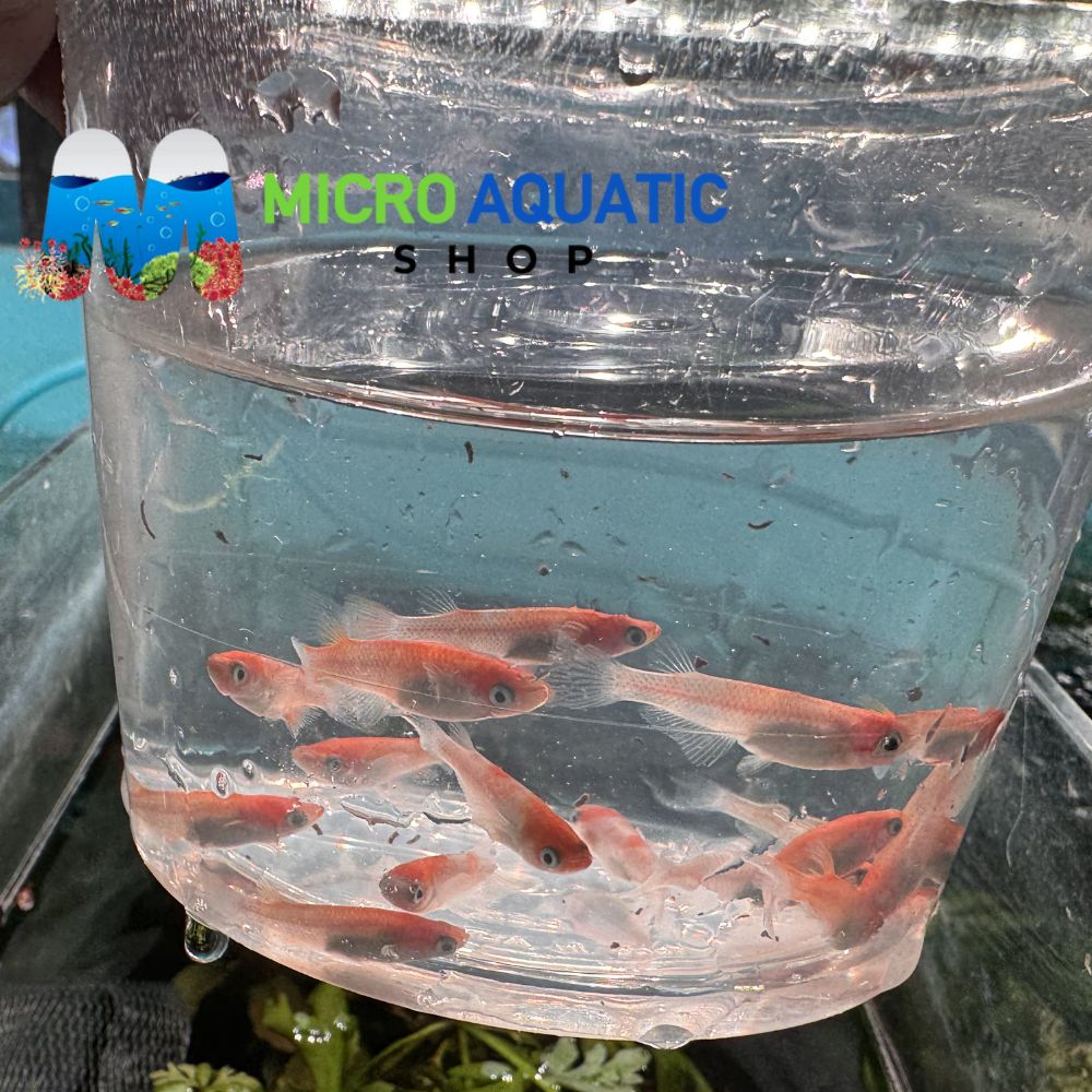Japanese rice fish - Ouka Medaka 2cm Micro Aquatic Shop