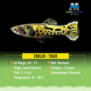 Endler -Tiger Micro Aquatic Shop