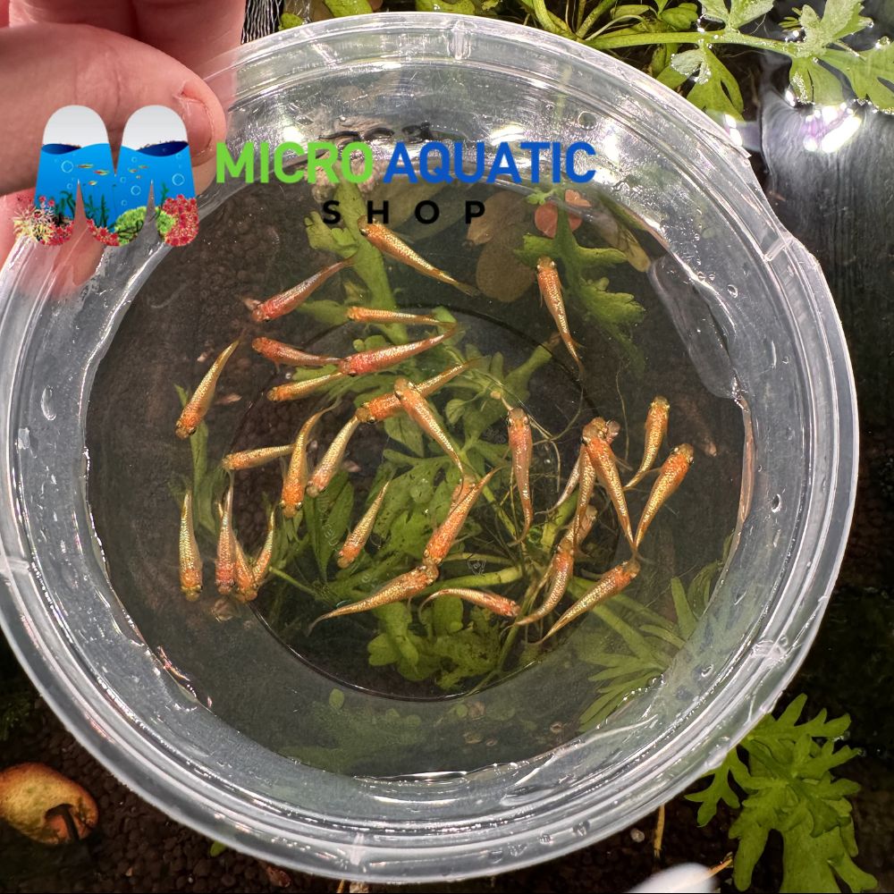 Japanese rice fish - Sunshine Medaka 2cm Micro Aquatic Shop
