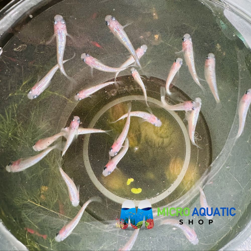 Japanese rice fish - Pinky Neptune Medaka 2cm Micro Aquatic Shop
