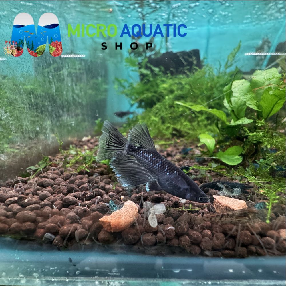 Japanese rice fish - Celestial Star Light Long Fin Medaka 3cm Micro Aquatic Shop