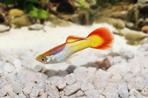 Guppy - Sunset Micro Aquatic Shop