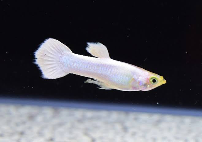 Guppy -Snow White Micro Aquatic Shop