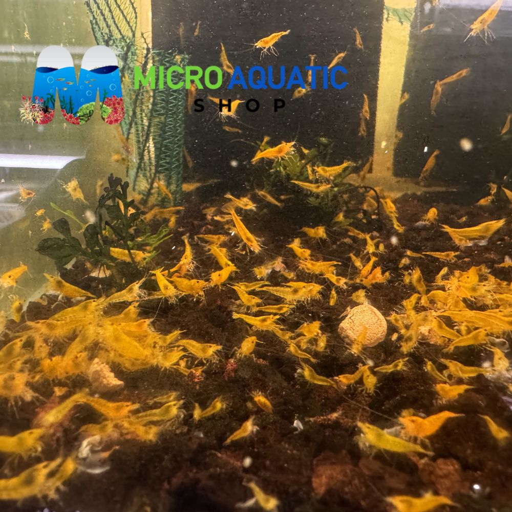 Cherry Shrimp - Yellow 1cm Micro Aquatic Shop