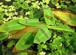 Hygroryza aristata - Floating Water Bamboo Micro Aquatic Shop