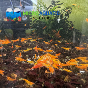 Cherry Shrimp - Sunkist 1cm Micro Aquatic Shop