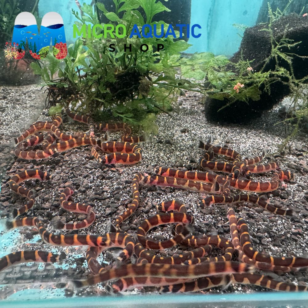 Kuhli Loach - Pangio Kuhlii Stripe 5cm Micro Aquatic Shop