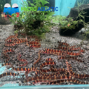 Kuhli Loach - Pangio Kuhlii Stripe 5cm Micro Aquatic Shop