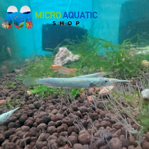 Half Beak - Gold 4cm Micro Aquatic Shop
