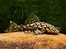 L519 - Honeycomb Pleco 4-5cm Micro Aquatic Shop
