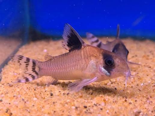 Corydoras - Panda Flagtail 4-5cm Micro Aquatic Shop