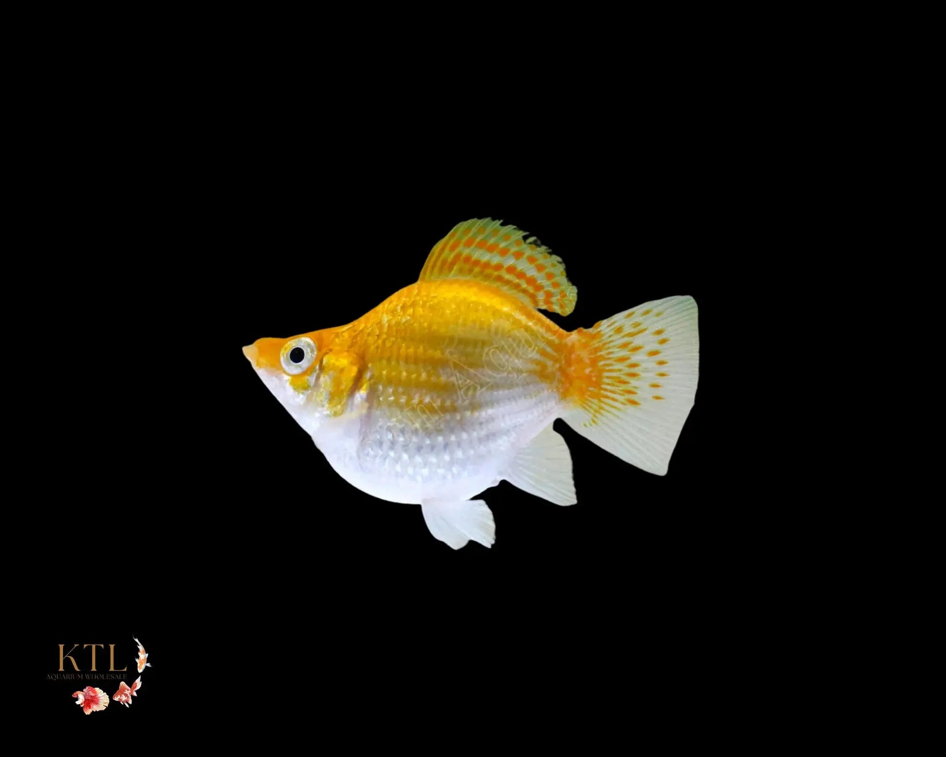 Mollies – Balloon Gold 2cm Micro Aquatic Shop