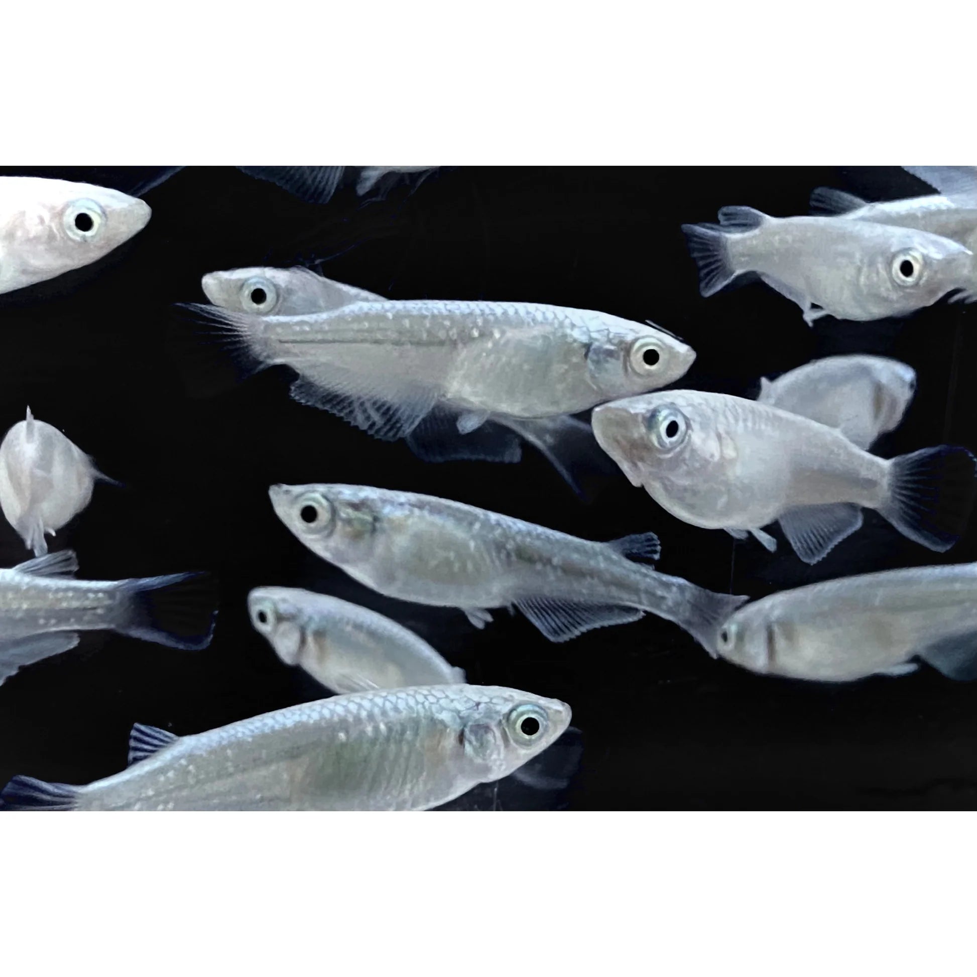 Japanese rice fish - Miyuki Snow White Medaka 2cm Micro Aquatic Shop