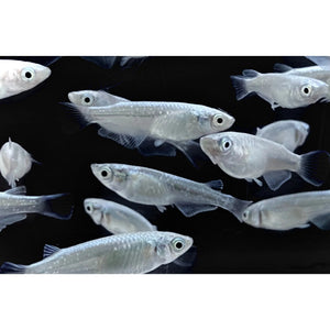 Japanese rice fish - Miyuki Snow White Medaka 2cm Micro Aquatic Shop