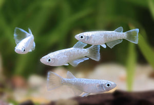 Japanese rice fish - Miyuki Snow White Medaka 2cm Micro Aquatic Shop