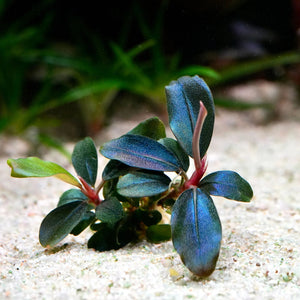 Bucephalandra - Blue Shine Port Aquatic