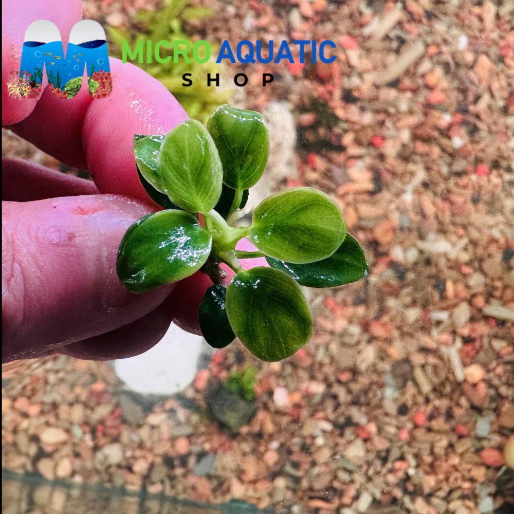 Anubias - Thai Petite Micro Aquatic Shop