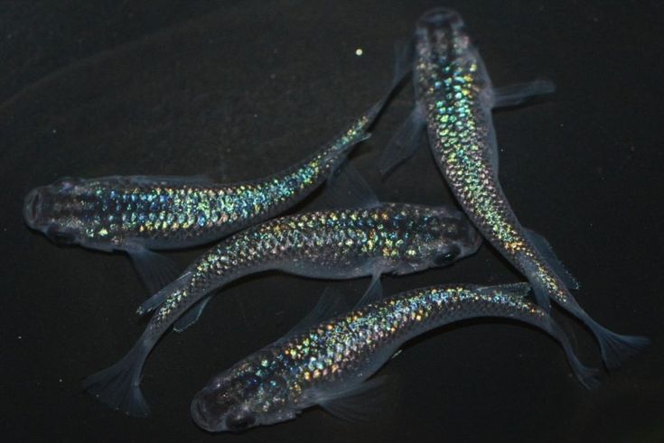 Japanese rice fish - Miyuki Blue Sapphire Medaka 3cm Micro Aquatic Shop