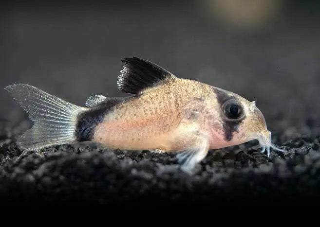 Corydoras Metae - Bandit Catfish Micro Aquatic Shop