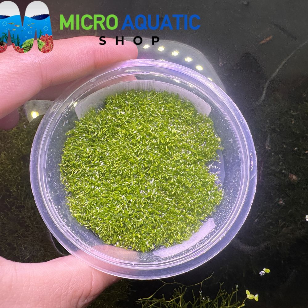 Rare Tissue Culture - Utricularia graminifolia Aquadepot