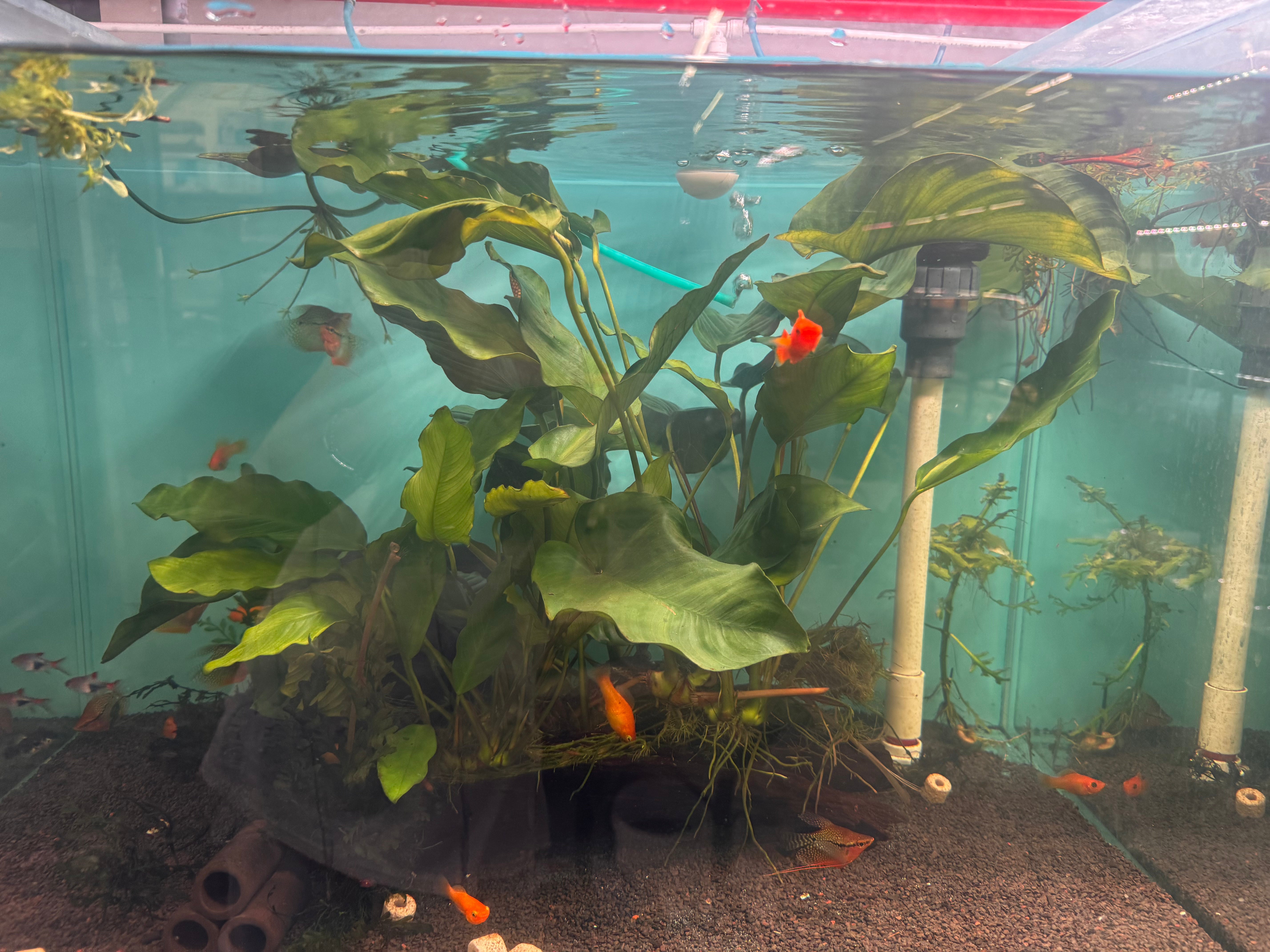 RAINFOREST GARDEN Driftwood 55-60cm Micro Aquatic Shop