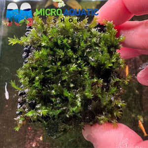 Rare Moss - Fissidens Nobilis Liverpool Creek
