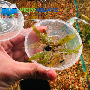 Hygrophila Pinnatifida - Fern-Leaf Swampweed Micro Aquatic Shop