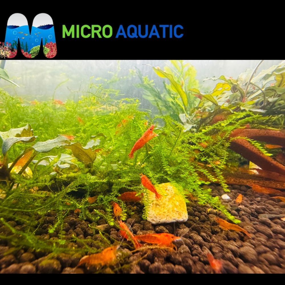 Premium Cherry Shrimp Tricolor Pack - 30 Shrimps (2) Micro Aquatic Shop