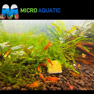 Premium Cherry Shrimp Tricolor Pack - 30 Shrimps (2) Micro Aquatic Shop