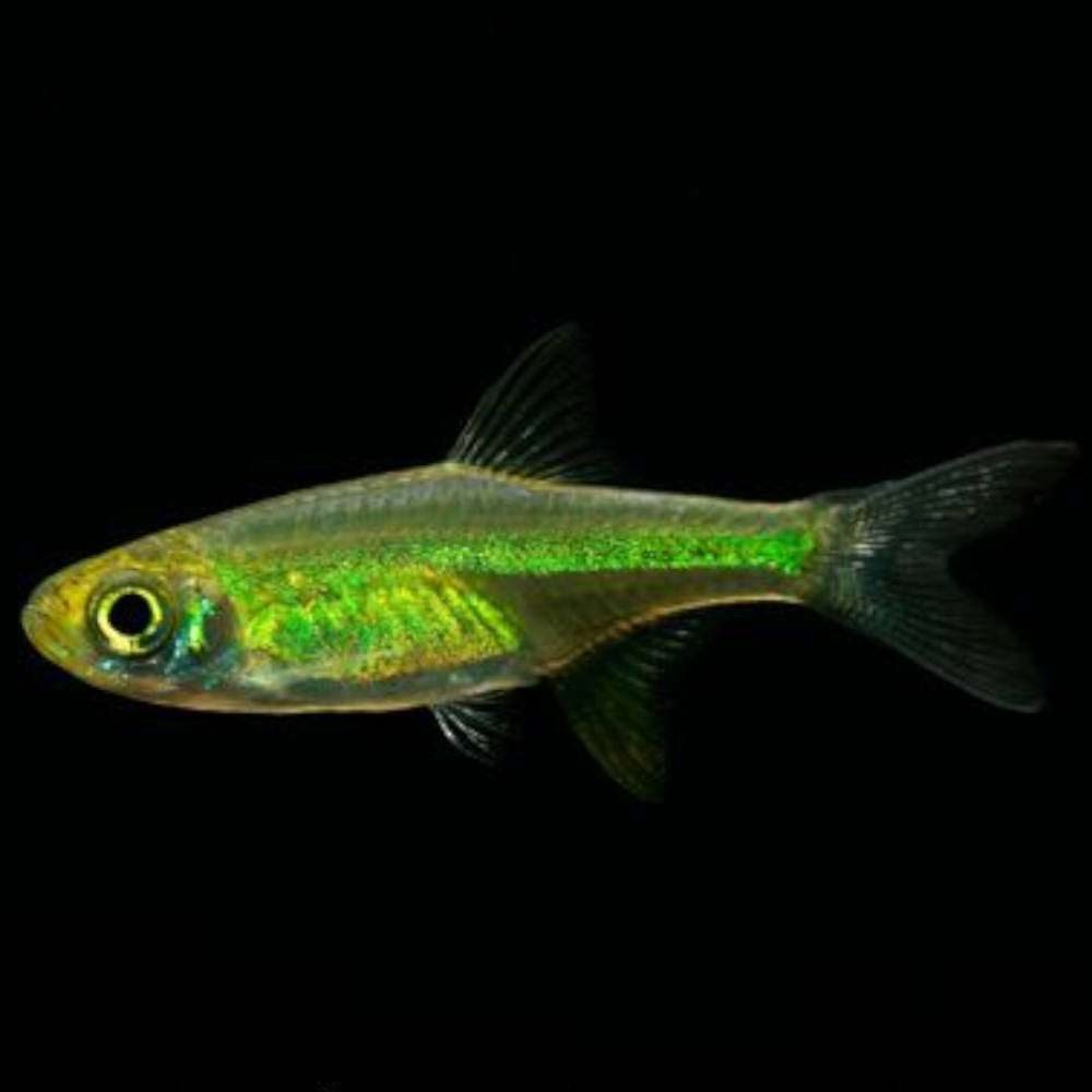 Rare Rasbora - Green Kubotai 1cm